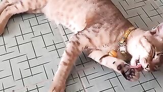 The cat 6