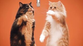 Cats can sing!