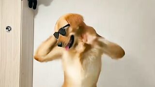 Quando o cachorro decide entrar na dança, não tem como segurar a risada!