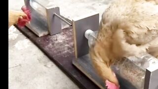 `Goat School Goes Viral! All Students Are Studying! So Funny