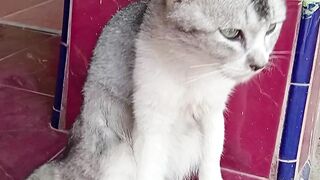 Cat lover 11
