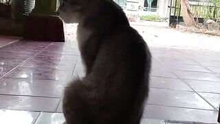 Cat lover 12