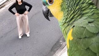 MULHER NÃO VIU A VACA