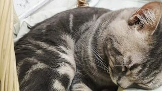 The cat is sleeping
