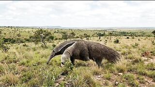 "A Giant Anteater Gives Birth… Her Newborn Must Hold On to Survive