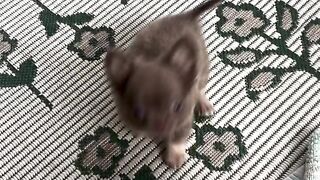 LINDO CACHORRINHO