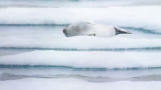 Polar Bear's Brutal Hunt on Beluga Whale
