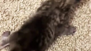 Pet Funny momments