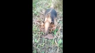 Lesser Anteater on the Defensive An Incredible Nature Sighting!
