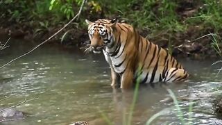 Wild tiger in the forest