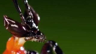 Kung Fu Mantis Vs Jumping Spider  Life Story