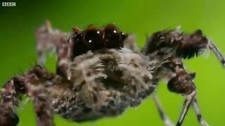 Spider with three superpowers: The Hunt