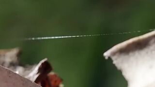 Spider dances for its life!!  Life Story