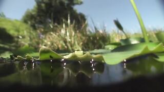 Brilliant spider creates air bubbles to breathe underwater | Crazy monster spiders