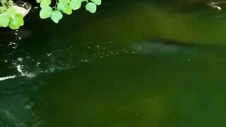 Big Catch! What a Fishing Surprise!