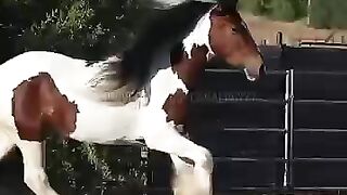 the most beautiful horses