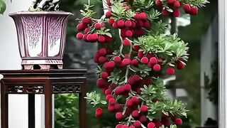 Bonsai 5