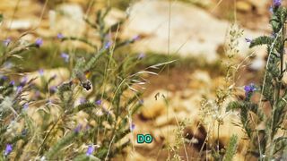 🦜 25 Rare and Exotic Birds — A Cinematic Expedition Through Nature