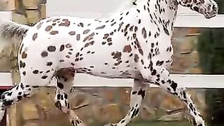 Get to know the Appaloosa horse breed.
