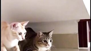 Cute cat vs. house lizard