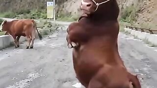 COW NIU NIU DANCING