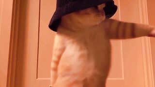 Kucing lucu 88