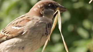 Burung Pipit