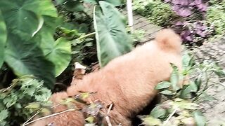 Cute Fluffy Brown Poodle Morning Walk On Terrace | Adorable Dog Exploring Garden