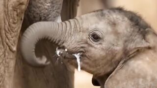 A growing baby elephant has a really strong appetite for milk...