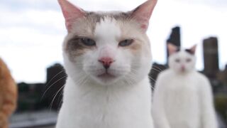 Kucing -kucing MJ