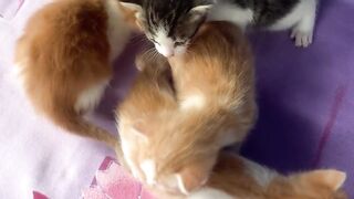 Play with cat 4