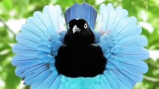 Animals sounds 2