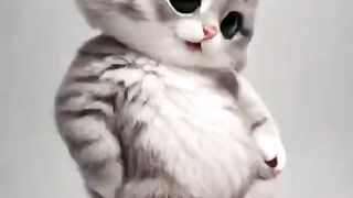 Best Dance For Cat