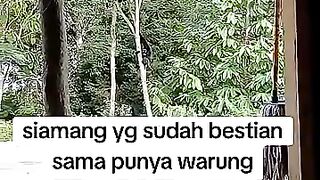 kelucuan tingkah laku siamang