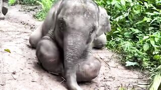 Proof That Baby Elephants Are 100% Pure Chaos & Cuteness! ✨🐘 #Shorts