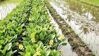 Lush Green Rice Fields in Indonesia 🌾🌿