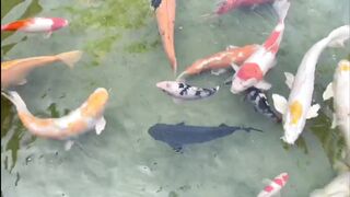 Amazing with fish