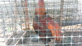 Fighting Cock 1