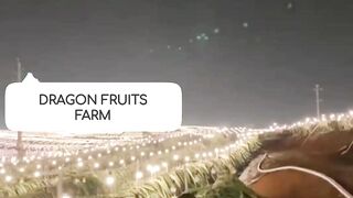 Dragon Fruits Farm In China