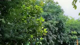 Beautiful Weather & Natural Views 🌿☁️ Peaceful Nature Scenery  Amazing Weather Today