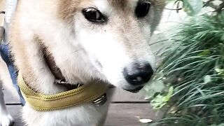 My Shiba Inu Refuses To Walk In The Park... Does Your Dog Do This Too?!