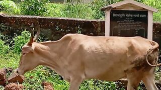 Big cow🐂🐂🐂