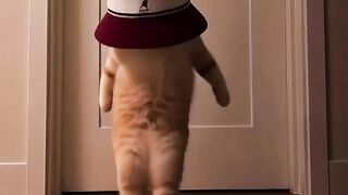 Kucing 40