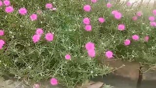 ফুলের গাছের সৌন্দর্য