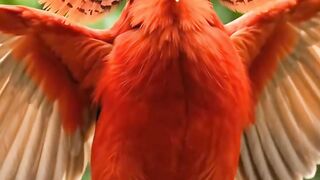 Beatiful birtd 2