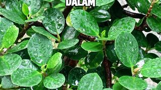 Jangan menjadi katak dalam tempurung