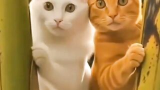 The Cutest and Funniest Cats Ever! Funny Cat Moments You Need to See! Cats Being Absolutely Hilarious! 😹 Adorable Cats Doing Silly Things