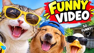 Get ready to laugh and smile with these adorable and funny cat