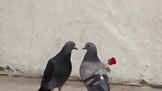 Love is nice