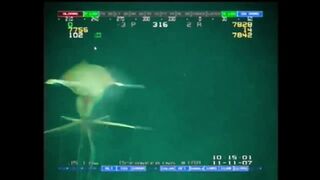 Scientists Found an UNKNOWN Creature in the Deep Ocean — What Is It?